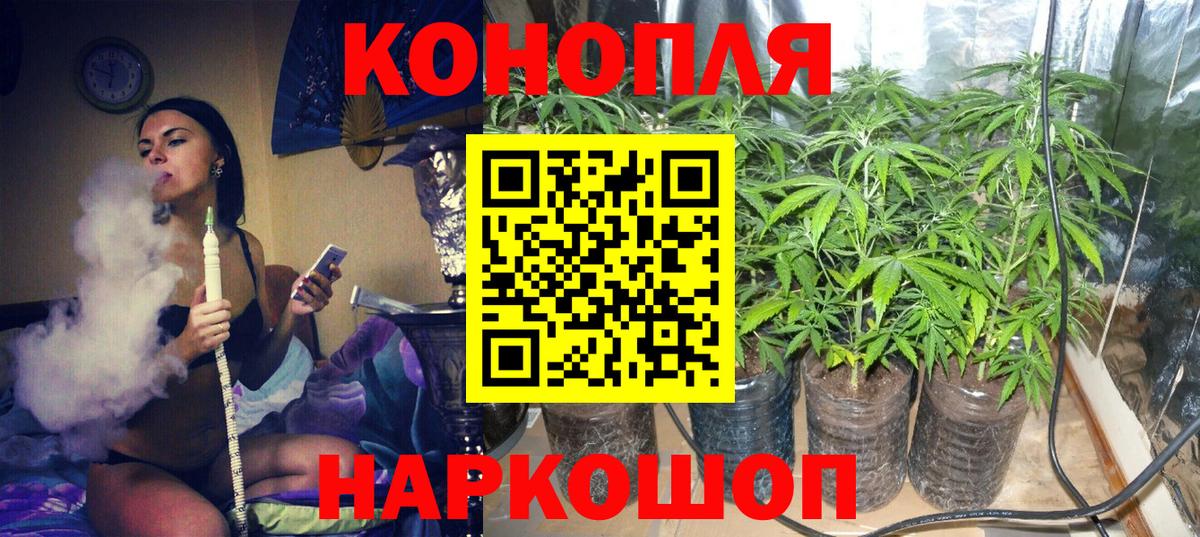 Конопля гибрид Усолье-Сибирское